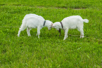Obraz na płótnie Canvas goats playing on the green grass 
