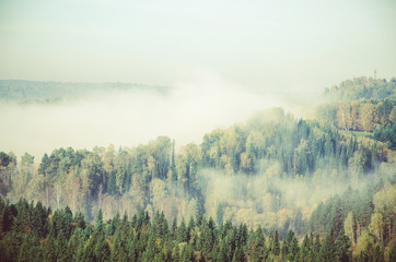 thick morning mist in coniferous forest. coniferous trees, thickets of green forest.