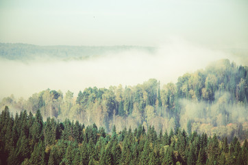 thick morning mist in coniferous forest. coniferous trees, thickets of green forest.