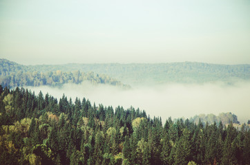 thick morning mist in coniferous forest. coniferous trees, thickets of green forest.