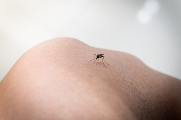 mosquito