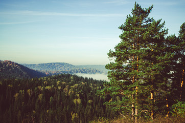 thick morning mist in coniferous forest. coniferous trees, thickets of green forest.