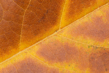 Naklejka na ściany i meble autumn maple leaves as background