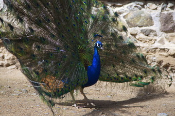 balzender Pfauenhahn - Pfau
