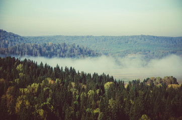 thick morning mist in coniferous forest. coniferous trees, thickets of green forest.