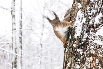 curious fluffy squirrel sitting on tree trunk in winter forest and looking into camera