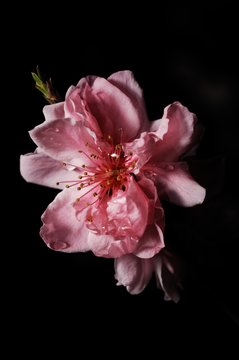 花桃./雨に濡れた花桃です.