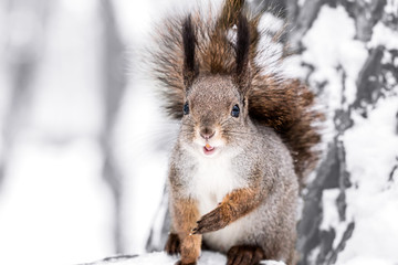 fluffy red squirrel sits on tree trunk in snowy winter forest 
