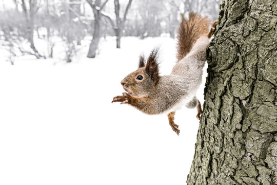 little fluffy grey squirrel reaching for nut holding to tree trunk in winter forest