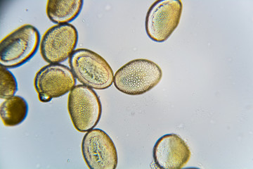 Pollen Mikroskopie Amaryllis