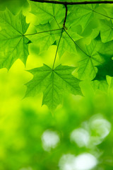 Fototapeta na wymiar natural green background
