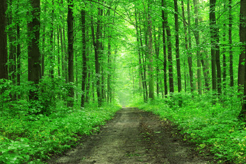 Fototapeta premium forest trees