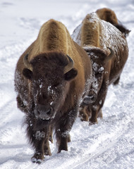 Bison walking down the snow packed road in Yellowstone National