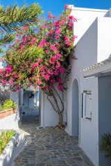 Purple Bougainvillea in front of a typical white Greek house in