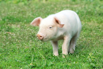 Young pig