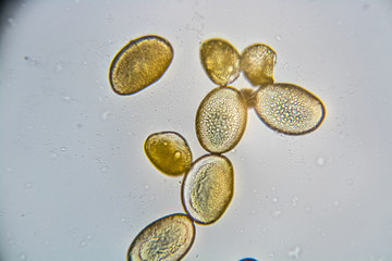 Mikroskopische Amaryllis Pollen