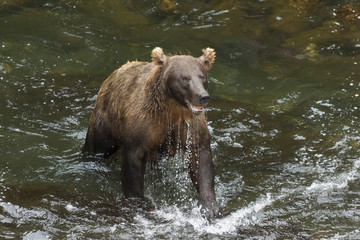 Naklejka na ściany i meble Grizzly bear fishing for salmon in the Russian River, Alaska.