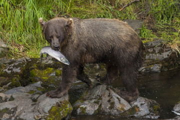 Grizzly sow luring her cubs away from the river with salmon, Rus