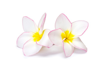 flower frangipani