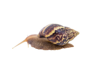 Land snail isolated on white background