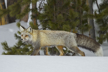 Fototapeta premium Red fox walking through the snow in Yellowstone National Park, W