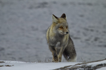 Red Fox on the Firehole River in Yellowstone National Park, Wyom