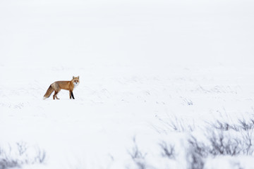 Naklejka premium Red fox on the hunt in snow covered winter wonderland landscape