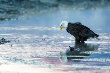 Bald eagle sitting in shallow water of a river in the wilderness