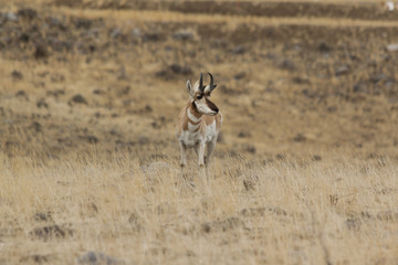 Male Pronghorn standing at attention in the northern part of Yel