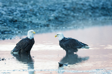 Two bald eagles standing in a river in the wilderness of Alaska