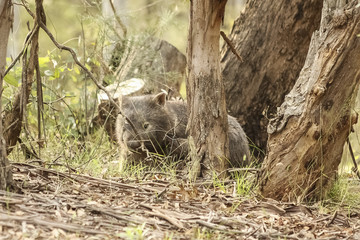 Wombat