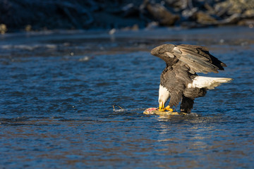 Bald eagle eating a salmon in the middle of a river in the wilde