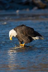 Bald eagle eating a salmon in the middle of a river in the wilde