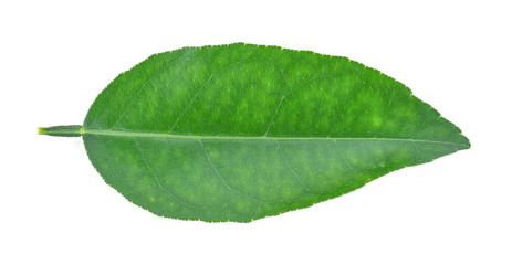 Fototapeta na wymiar Lemon leaves isolated on white