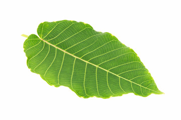 Plant green leaf, taro leaf isolated