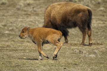 Naklejka na ściany i meble Baby bison frolicking on a warm spring day in Yellowstone Nation