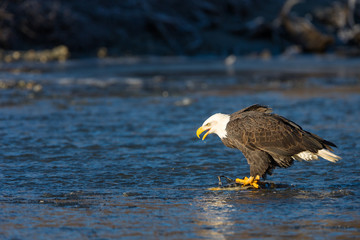 Bald eagle eating a salmon in the middle of a river in the wilde