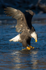 Bald eagle eating a salmon in the middle of a river in the wilde