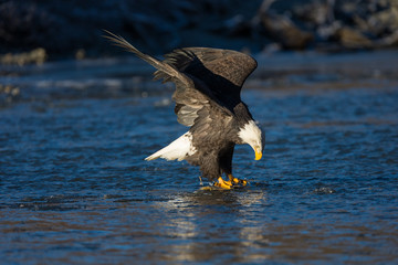 Bald eagle eating a salmon in the middle of a river in the wilde