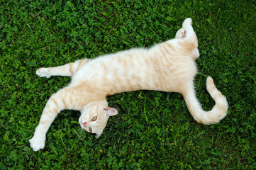 Cat Posing on Green Grass