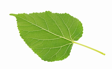 Plant green leaf, taro leaf isolated