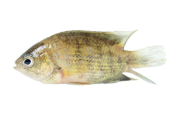 freshwater fish from natural on white