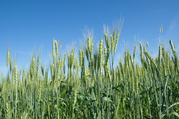 Ears of rye against the blue sky