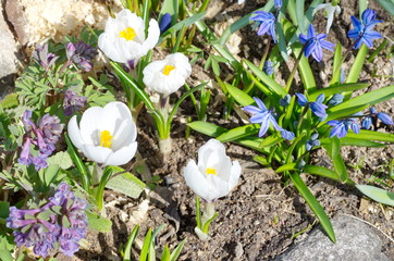 Spring flowers in the flowerbed