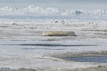 An upside down umiaq on the pack ice signalling an unsucessful w © mtnmichelle