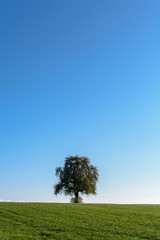 Fototapeta na wymiar Einsam Einsamkeit Menschen Baum Natur