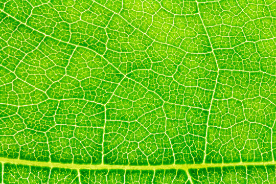 Leaf texture, leaf background for design with copy space for text or image.