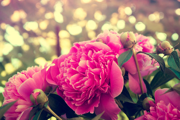 Red vintage blooming peony garden