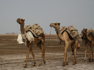 Transportation of salt slabs on camel, Karum lake, Danakil, Afar Ethiopia © homocosmicos