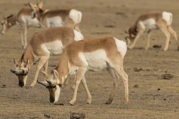 Pronghorn antelope in Yellowstone National Park, Wyoming. © mtnmichelle